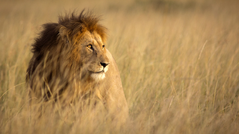 Lion in a field, Kenya