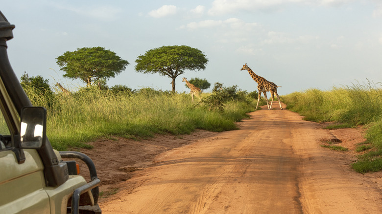 Giraffes crossing a dirt road in Africa
