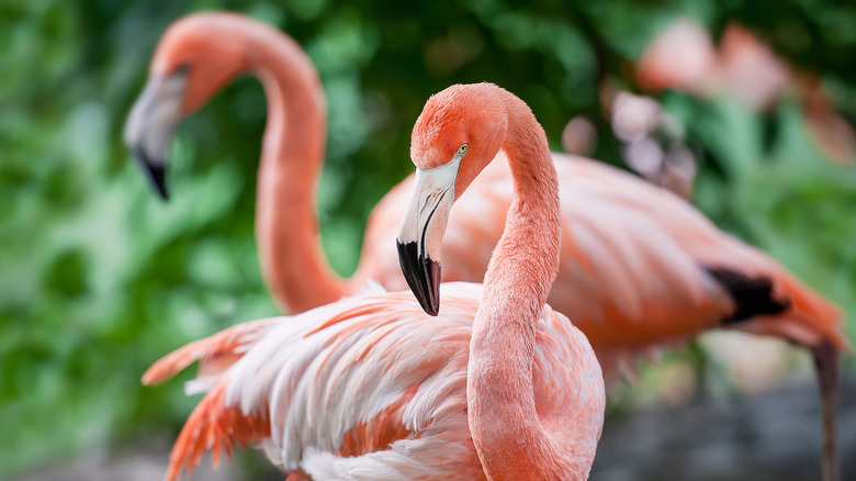 Flamingos by vegetation