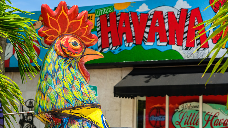 Little Havana rooster
