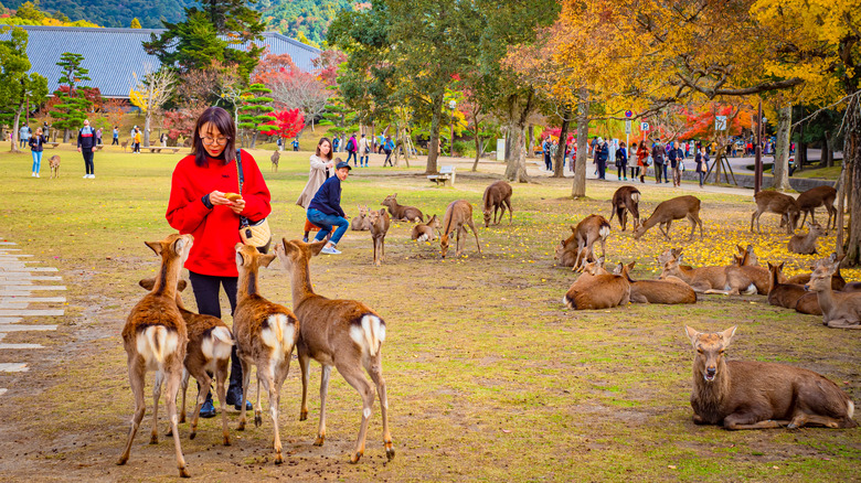 A woman feeds deer in Nara Park