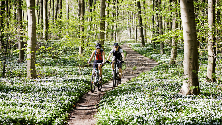 Couple cycling through the woods