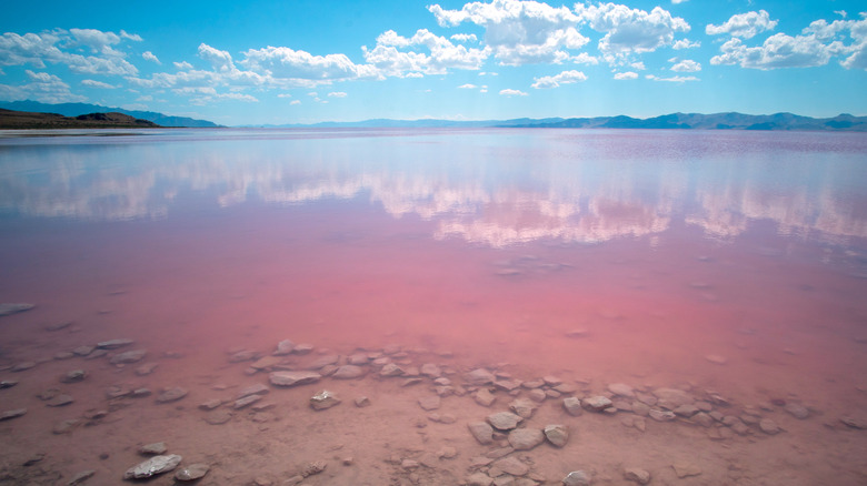 Pink section of Great Salt Lake