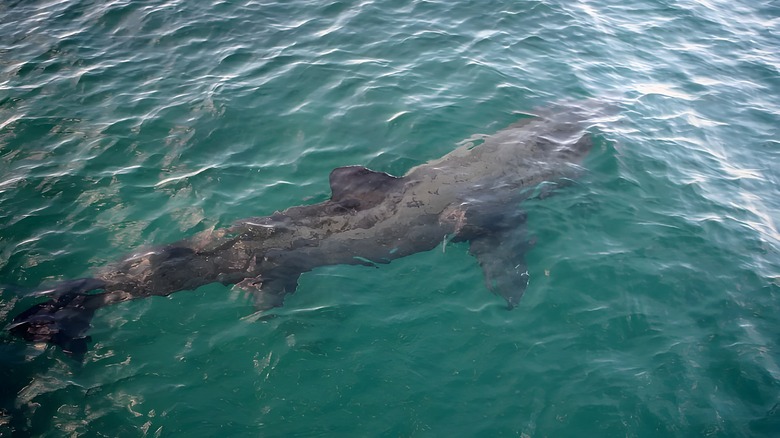 Basking shark on the water's surface