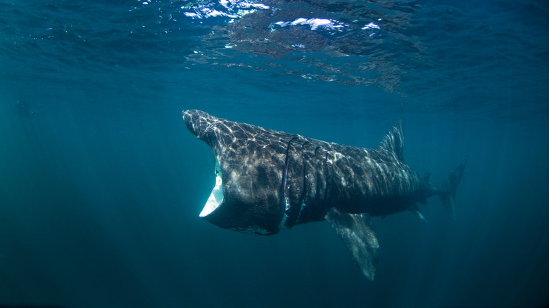 Basking shark with mouth open