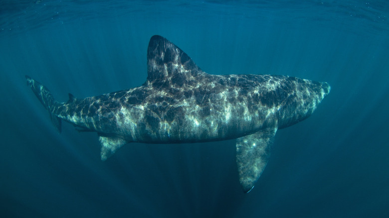 Basking shark in the water