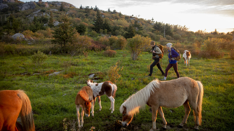 Wild ponies grazing on hiking trail