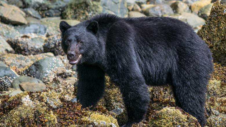 Black Bear Tofino Clayoquot Sound