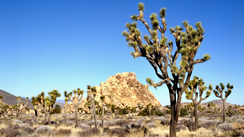 Joshua Tree National Park