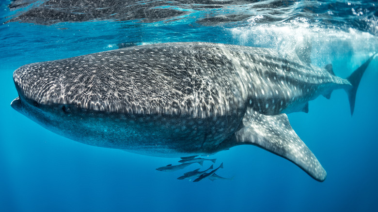 Whale shark in the ocean