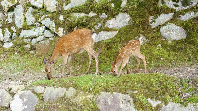 Miyajima Island deer pair grazing