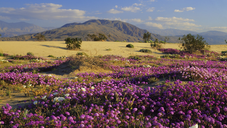 Wildflowers in the desert