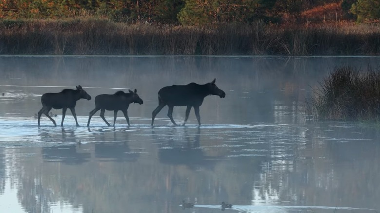 Mom and baby moose in lake