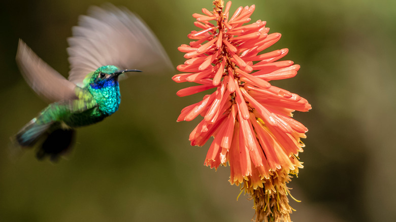 Hummingbird feeding from a flower