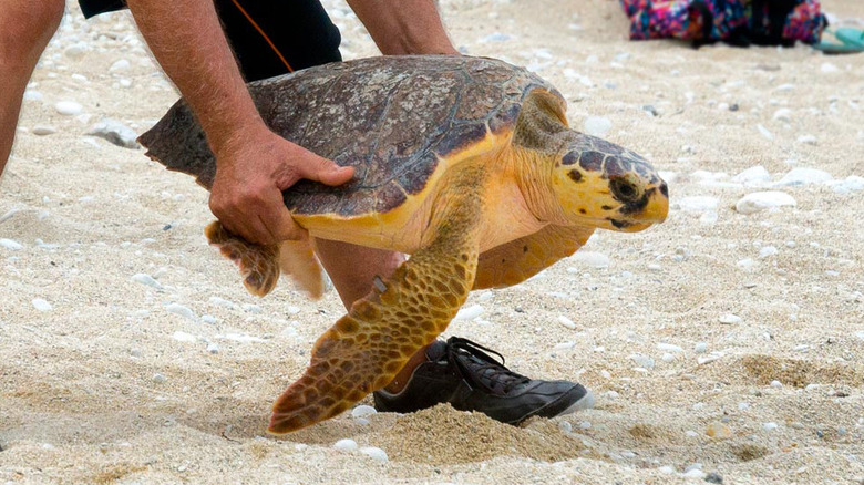 man releasing sea turtle