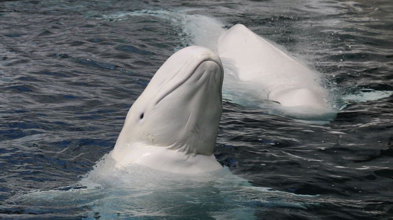 Beluga whales in the water