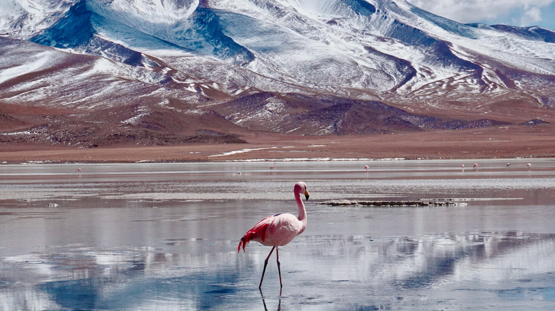 Flamingo in Uyuni Salt Flat