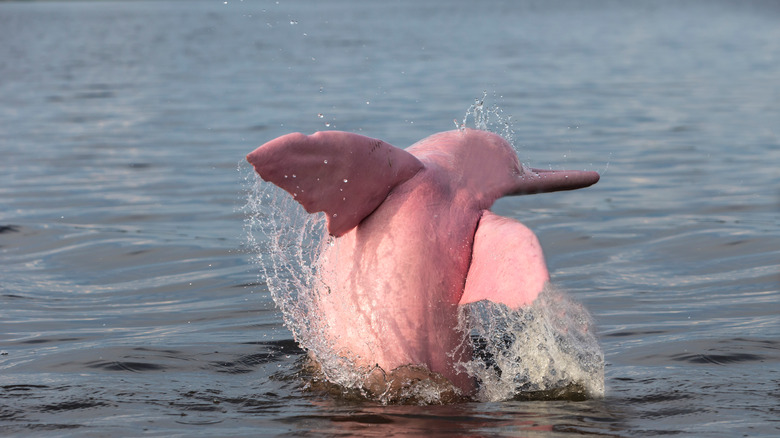 A splashing pink dolphin