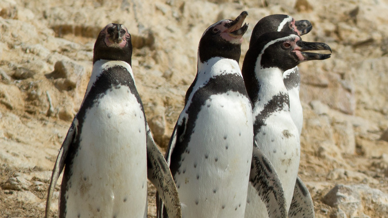 Ballestas Islands penguins squawking