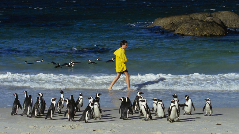 Boulders Beach penguins