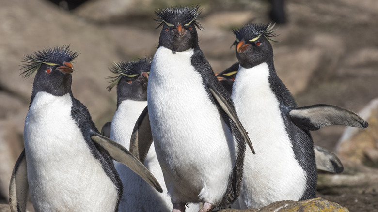 rockhopper penguins in the Falklands
