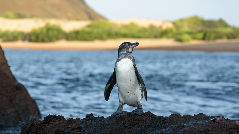 Galapagos penguin on rocks