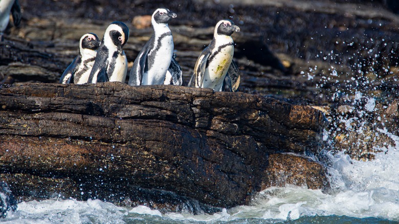 Penguins on rock on Halifax Island