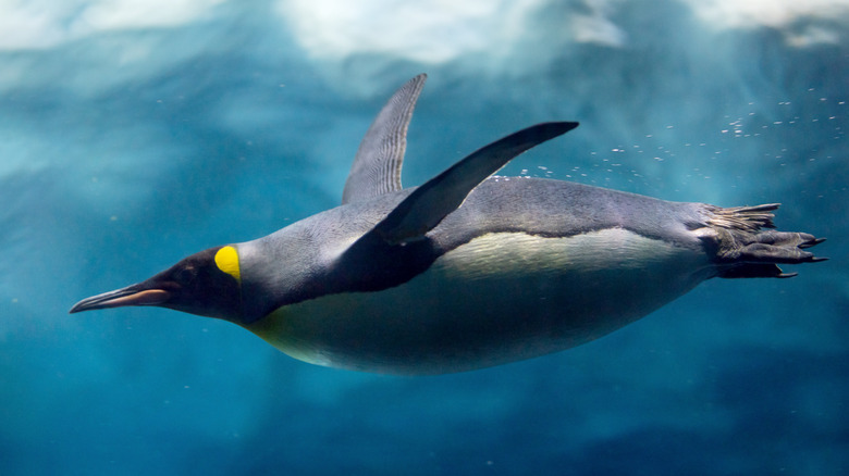 penguin swimming