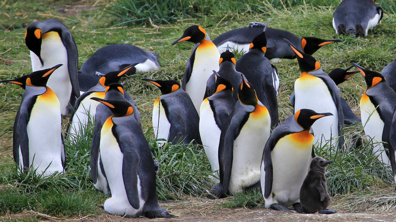 King penguins on Parque Pinguino Rey