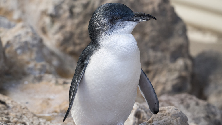 Penguin Island in Australia