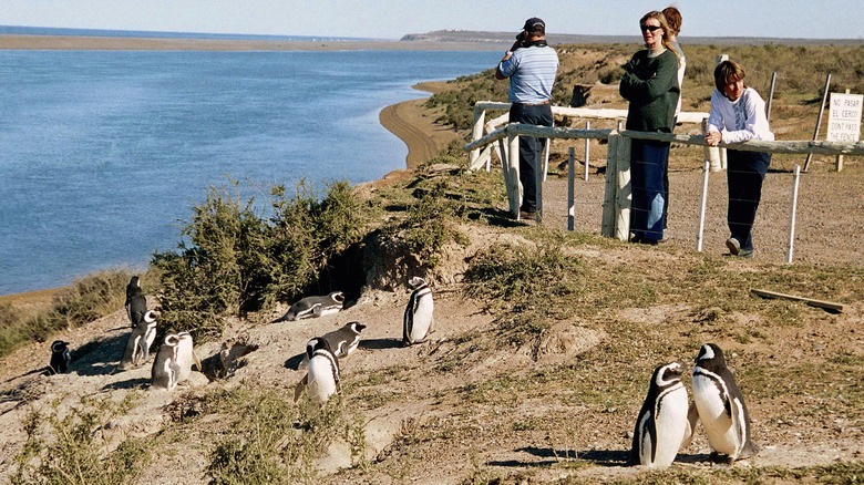 Punta Tombo penguins and tourists