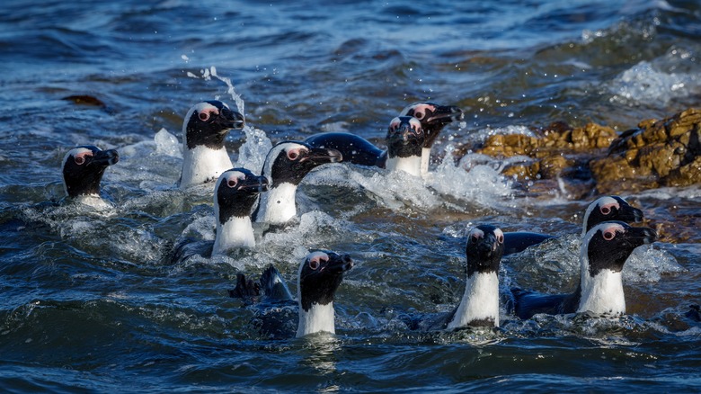 Stony Point penguins in water