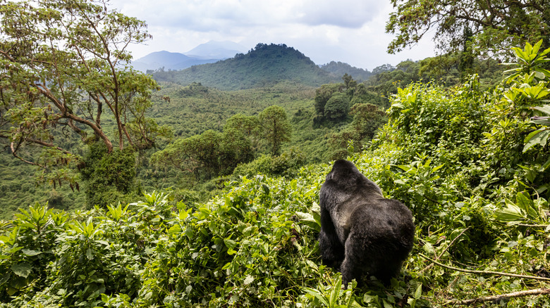 gorillas in Volcanoes National Park