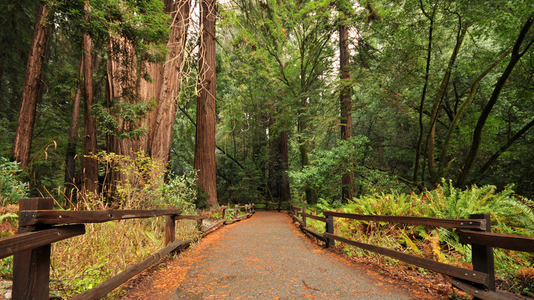 redwood forest trail