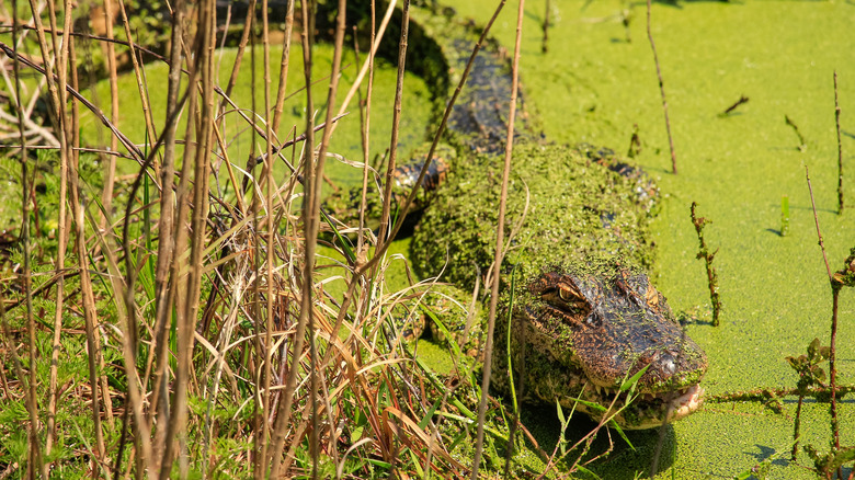 Alligator in South Carolina