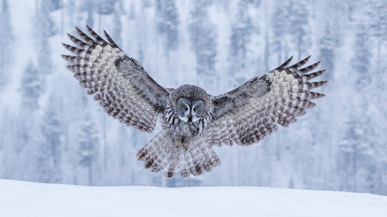 Owl swooping on the snow