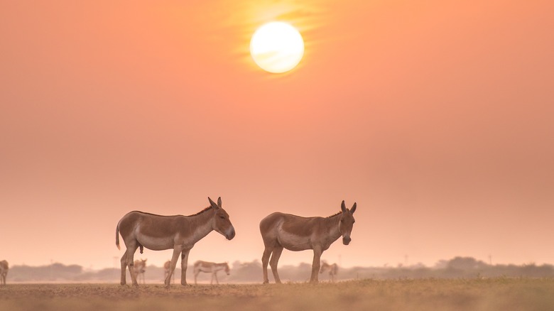 wild donkeys in the desert