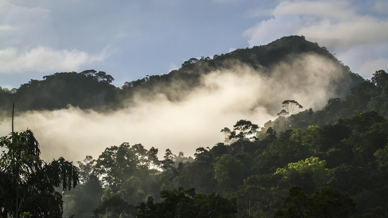 Misty mountainous rainforest 