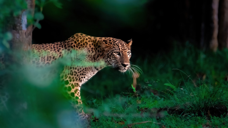 Leopard surrounded by greenery