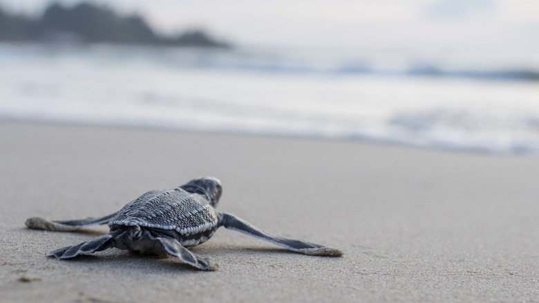 baby turtle on beach