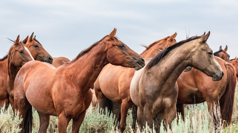 herd of Cumberland Island horses