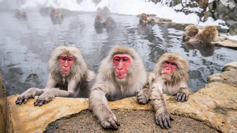 Jigokudani Monkey Park Macaques Nagano