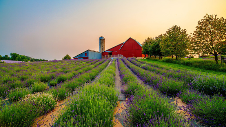Lavender Hill Farm Charlevoix Michigan
