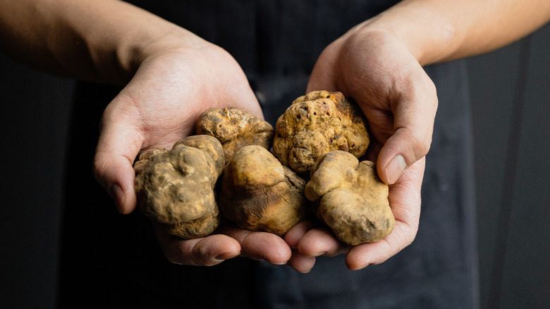 Person holding white truffles