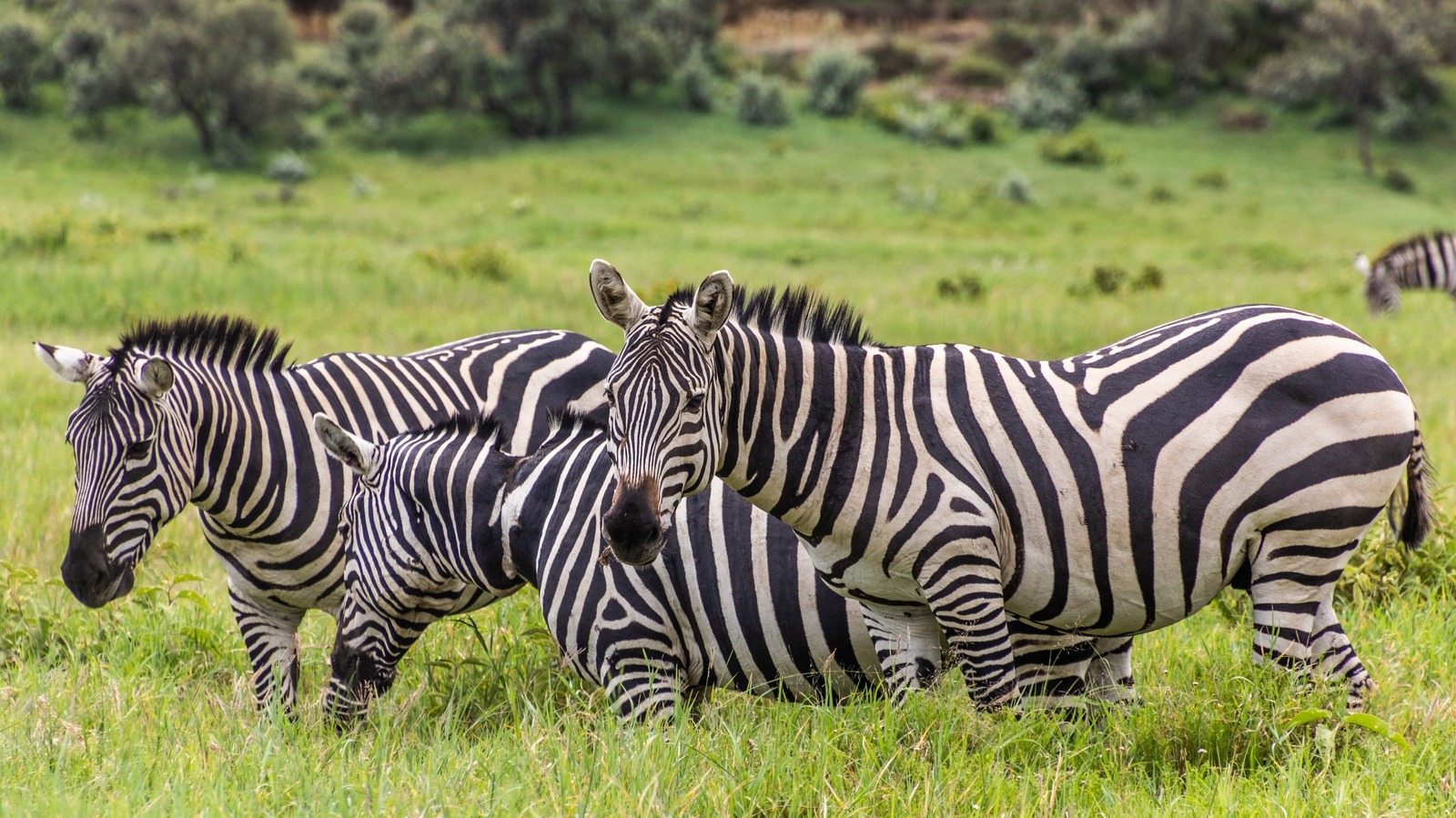 Visit This National Park In Africa For Can't Miss Views Of Wildlife