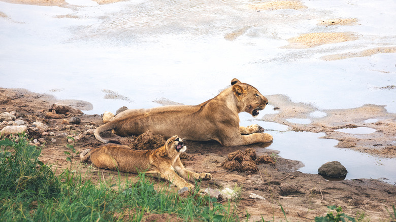 Lioness and cub Tarangire National Park