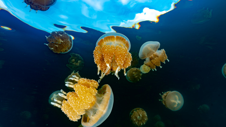 Golden jellyfish in Jellyfish Lake