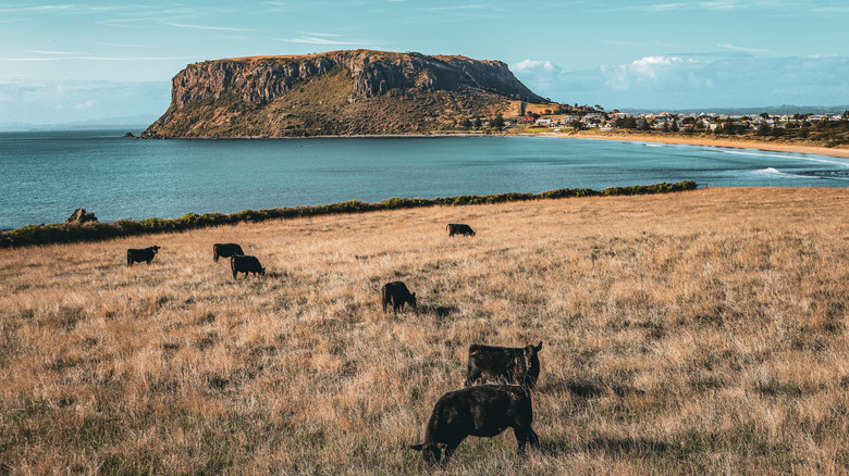 grazing cattle northwest Tasmania