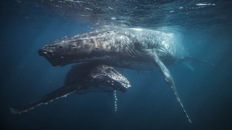 Humpback whale and calf