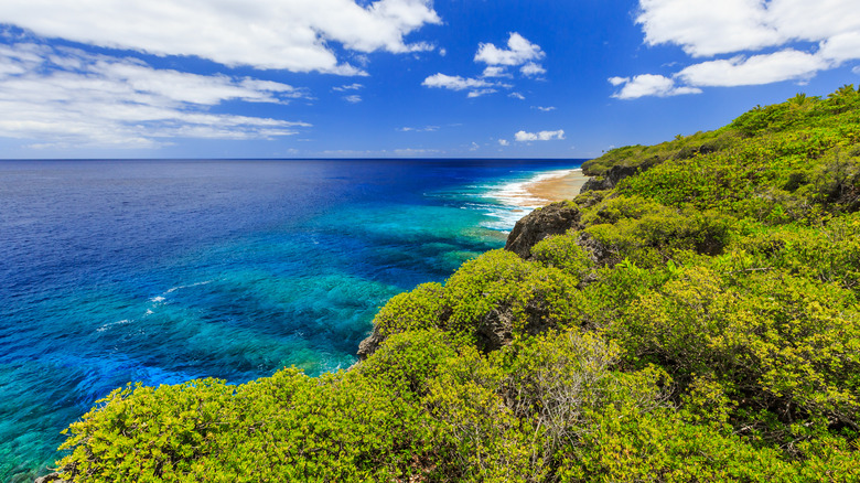 Greenery and a beach